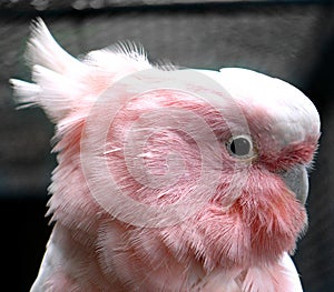 Major Mitchell\'s cockatoo (Loophochroa leadbeateri)