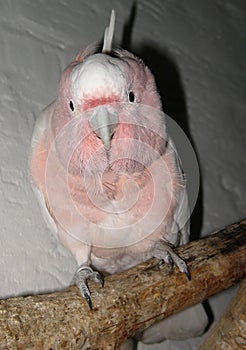 Major Mitchell\'s cockatoo (Loophochroa leadbeateri)