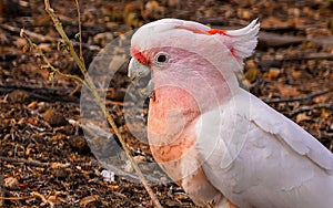 Major Mitchell\'s cockatoo (Lophochroa leadbeateri)