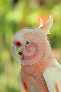 The Major Mitchell`s cockatoo Lophochroa leadbeateri, also known as Leadbeater`s cockatoo or pink cockatoo, portrait with gree