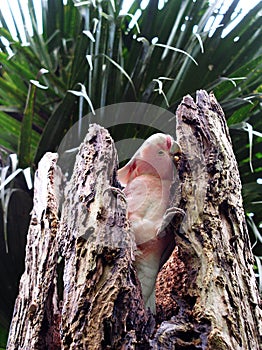 Major Mitchell`s Cockatoo lophochroa leadbeateri chewing bark of tree stump