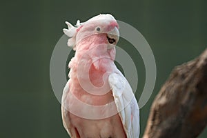 Major Mitchell`s cockatoo Lophochroa leadbeateri, Pink parrot, often seen in Australia