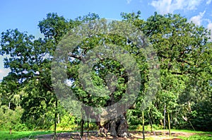 Major Oak, Sherwood Forest, Nottinghamshire