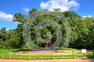 Major Oak, Sherwood Forest, Nottinghamshire