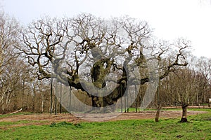 Major Oak, Sherwood Forest Nottinghamshire England