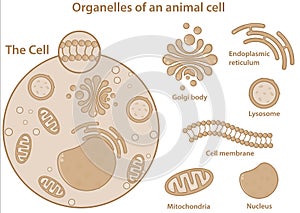 Major organelles and components of an animal eukaryotic cell