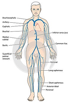 Major veins of the body