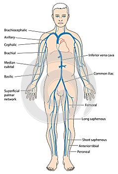 Major veins of the body photo