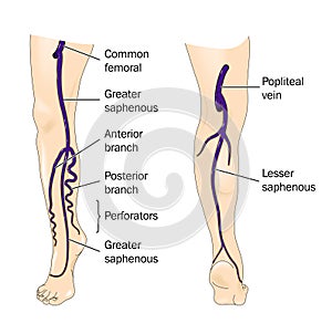 Major veins of the leg