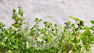 Majoram, fresh green herb in a closeup