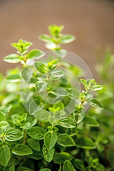 Majoram, mediterranean spice in spring