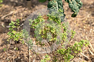 Majorana Syriaca or Origanum Syriacum plant in Zurich in Switzerland photo