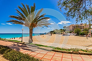 Majorca, beach promenate and palm in Cala Ratjada