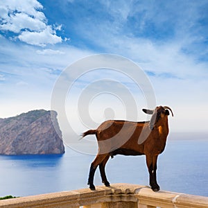 Majorca goat in Formentor Cape Lighthouse