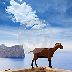 Majorca goat in Formentor Cape Lighthouse
