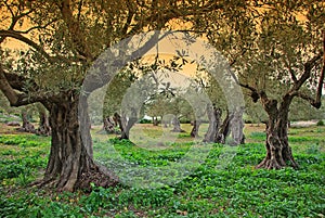 Majorca Olive Trees