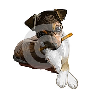 Majorca ratter puppy watercolor portrait closeup digital art. Pet domestic animal mammal playing with long stick, originated from