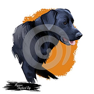 Majorca shepherd dog, perro de pastor digital art illustration. Pet originated in Spain, domestic animal mammal showing