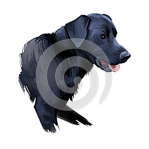 Majorca shepherd dog, perro de pastor digital art illustration. Pet originated in Spain, domestic animal mammal showing tongue. Ca