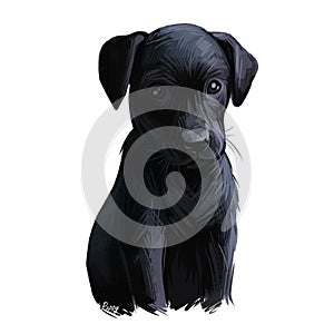 Majorca shepherd puppy watercolor pet portrait digital art. Canine originated in Spain, Balearic Islands used for guarding sheep
