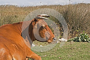 Majorcan cow photo