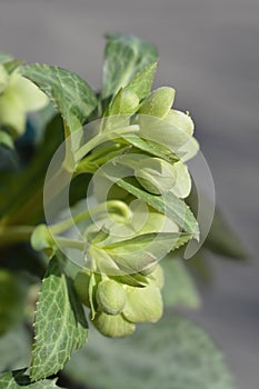 Majorcan hellebore