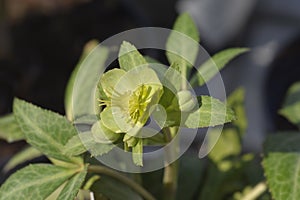 Majorcan hellebore photo