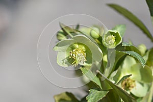 Majorcan hellebore photo