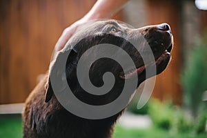 The Majorcan shepherd dog look at the owner