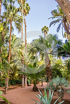 In the Majorelle garden in Marrakesh ,Morocco