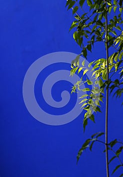 Majorelle Gardens Marrakech, Morocco