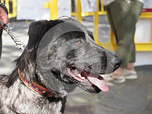 Majorero spanish purebred dog and native breed of Canary Island photo