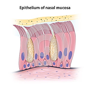 Pseudostratified columnar epithelium of nasal mucosa photo