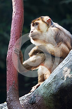 Makak Magot Macaca sylvanus / Barbary macaque, zoological garden, Troja district, Prague, Czech republic