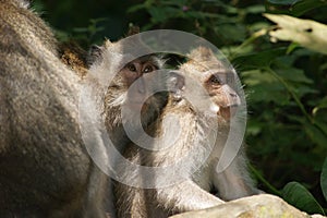 Makak monkey in temple of Bali, Indonesia photo