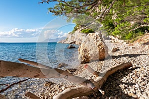 Makarska - Dry wooden branch on tropical stone beach. Hiking trail along cliffs between coastal villages Krvavica and Makarska