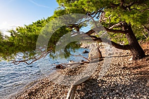 Makarska - Dry wooden branch on tropical stone beach. Hiking trail along cliffs between coastal villages Krvavica and Makarska