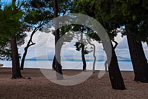 Makarska - Idyllic view of Aleppo pine trees on the beach in coastal town Makarska, Split-Dalmatia, Croatia, Europe. Coastline
