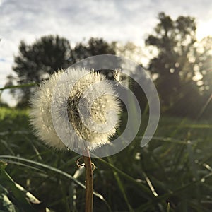Make a dandelion wish, and your dream might come true