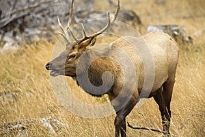 Make elk calling and looking for family on Yellowstone National Park