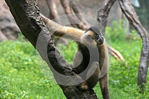 Make a face-Gibbon-Hylobatidae