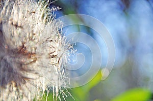 Make a wish soft dreamy dandelion background