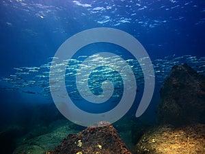 Makerel school of fish, Diving at the Sea o Cortez Baja Mexico