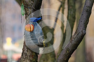 Makeshift bird feeder