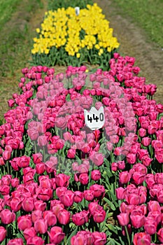 Makeup Tulip at Veldheer Tulip Garden in Holland