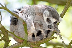 Maki from Afrika Madagascar in natural habitat, in a tree