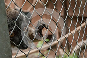 Maki catta lemur in cage