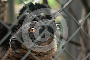 maki catta lemur in cage