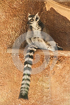 maki catta lemur sitting on wall