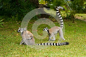 Maki, lemur of Madagascar